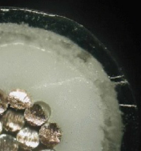 wire differentiation